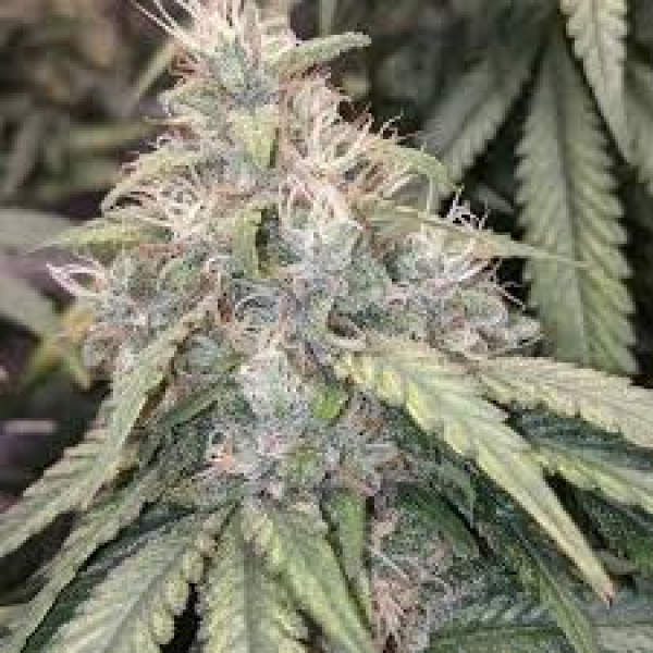 Gorilla Glue | 3 Cannabis Samen